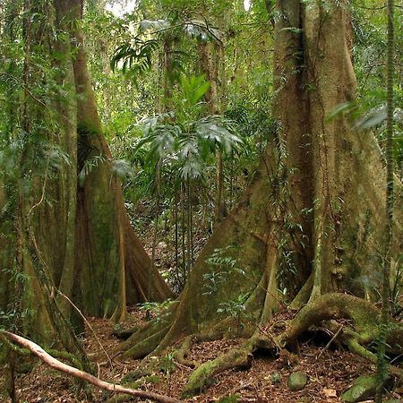 Springbrook Lyrebird Retreat 빌라 외부 사진