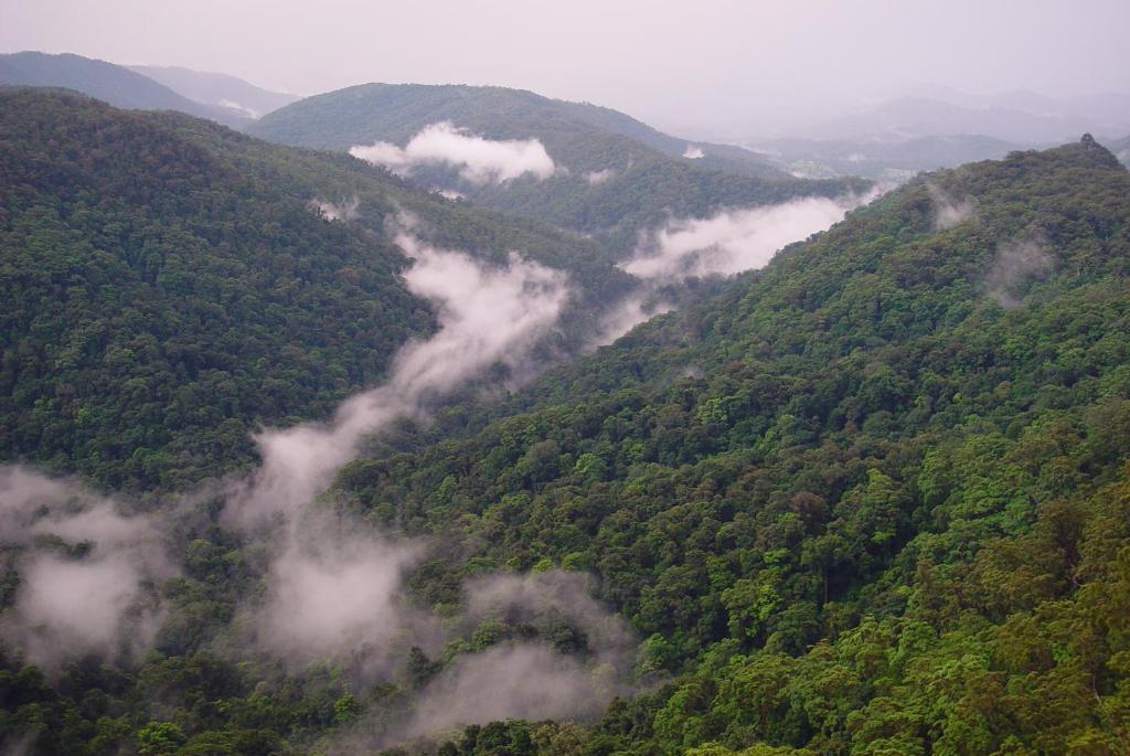 Springbrook Lyrebird Retreat 빌라 외부 사진