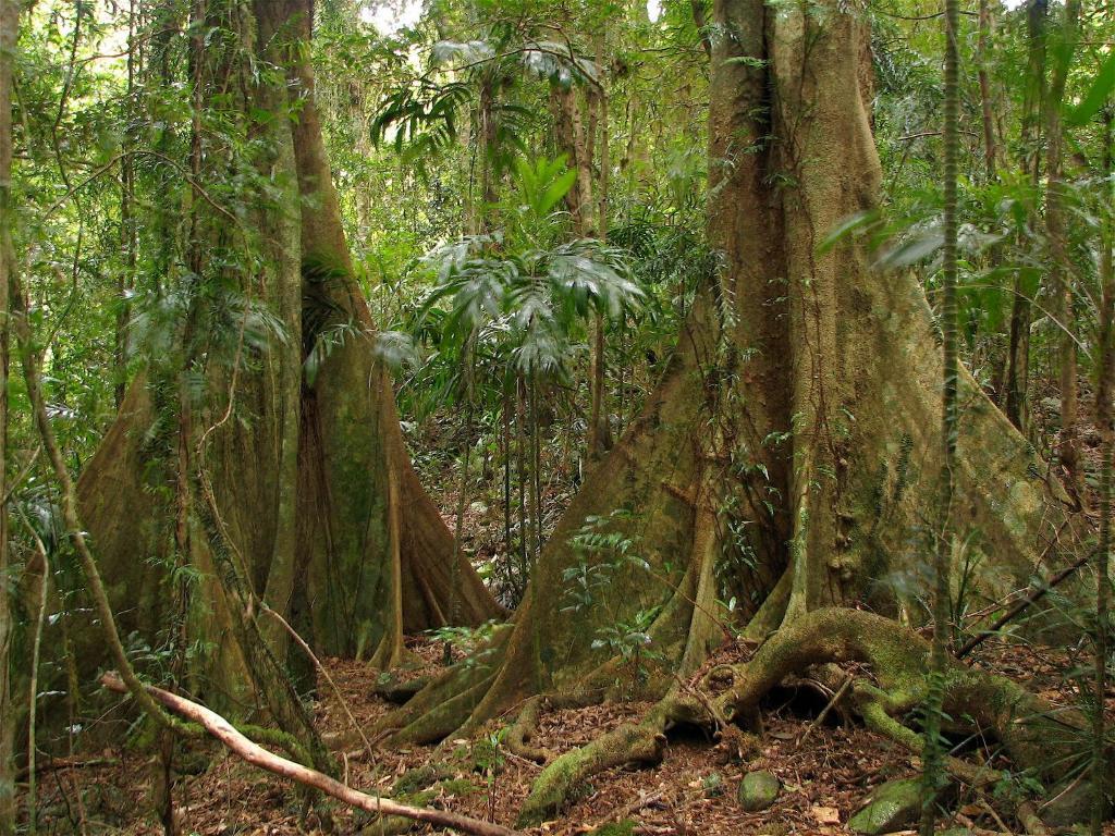 Springbrook Lyrebird Retreat 빌라 외부 사진