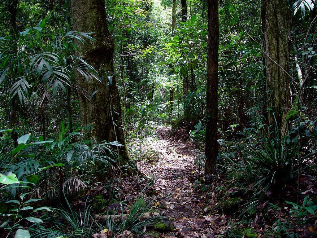 Springbrook Lyrebird Retreat 빌라 외부 사진