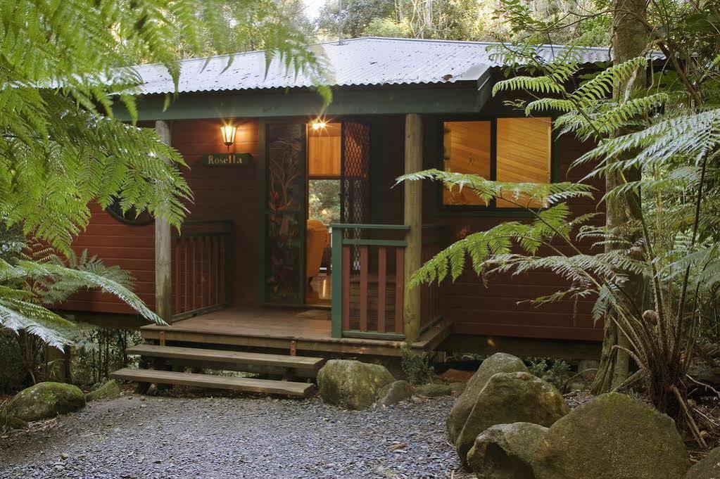 Springbrook Lyrebird Retreat 빌라 외부 사진