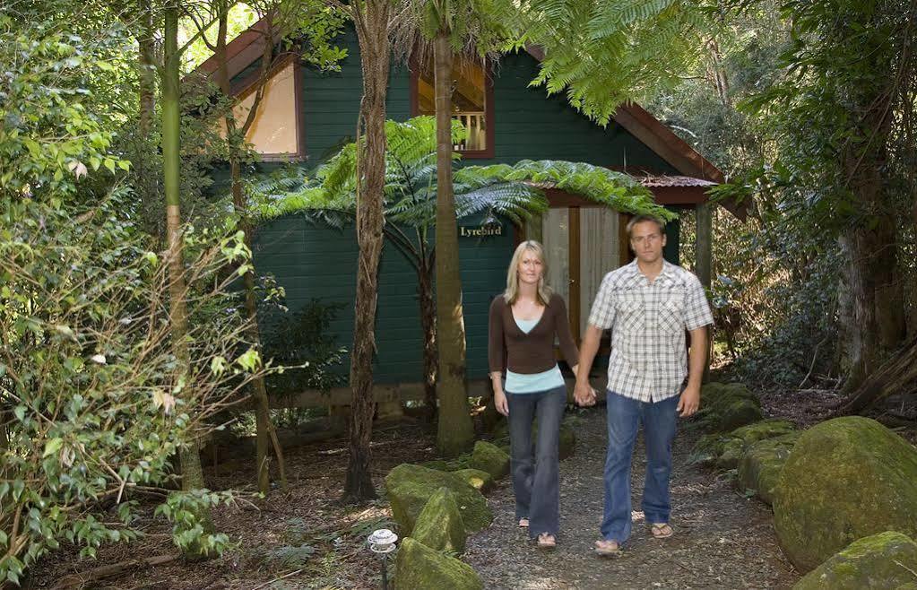 Springbrook Lyrebird Retreat 빌라 외부 사진